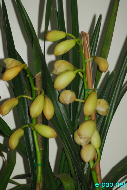Day 7 :  Sikkim Orchids Green Zone : a group of cymbidium grower  at Manipur Sangai Tourism Festival 2013 :: November 27 2013