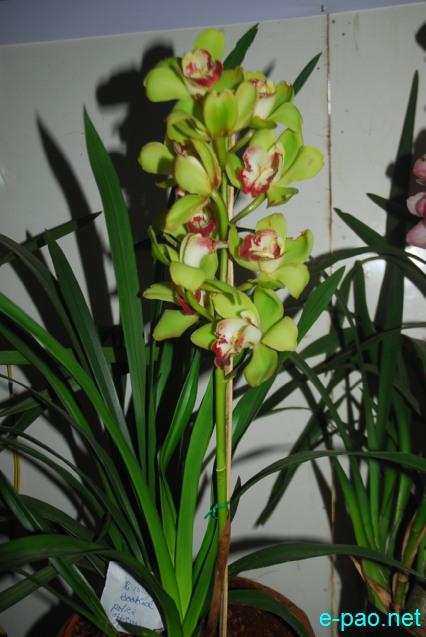 Day 7 :  Sikkim Orchids Green Zone : a group of cymbidium grower  at Manipur Sangai Tourism Festival 2013 :: November 27 2013