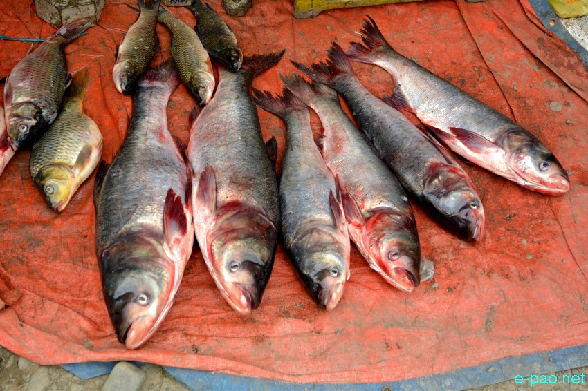 Ningol Chakkouba Fish Mela at Hapta Kangjeibung, Palace Compound Imphal :: October 20 2017