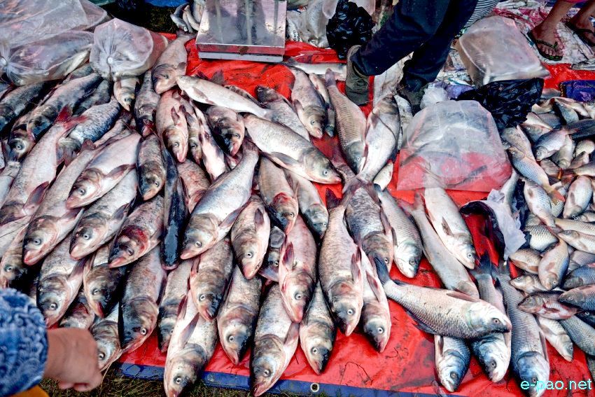 Ningol Chakouba : Fish Fair - Fish Crop Competition at NCC Ground Thangmeiband :: 29th October 2019