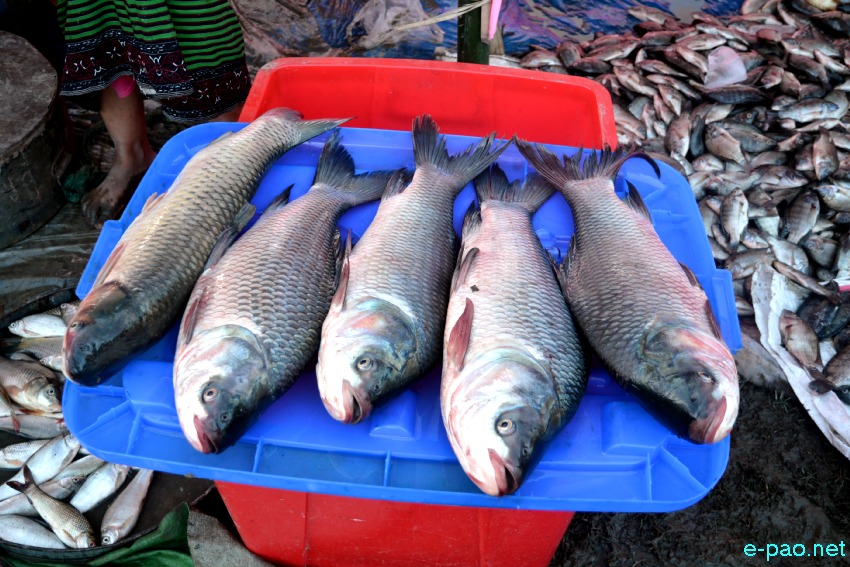  Ningol Chakouba : Fish Fair - Fish Crop Competition at NCC Ground Thangmeiband :: 29th October 2019 
