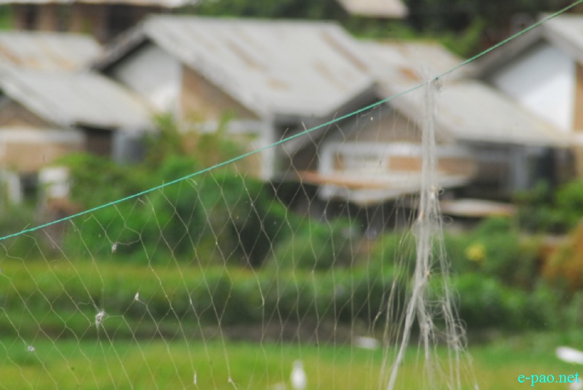 Birds at Lamphelpat being shot down/catch by Net :: October 2013