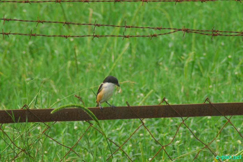 Birds at Lamphelpat being shot down/catch by Net :: October 2013