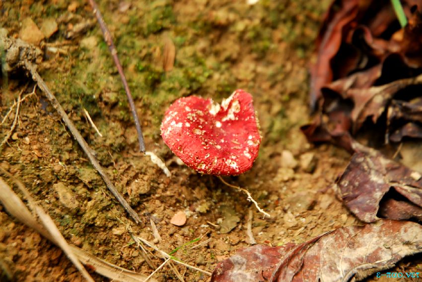 Flora and Fauna at Langol hill range and Koirengei Chin, Imphal :: November 2013