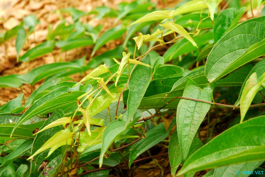 Flora and Fauna at Langol hill range and Koirengei Chin, Imphal :: November 2013