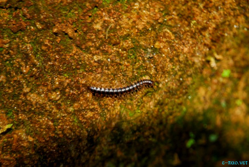 Flora and Fauna at Langol hill range and Koirengei Chin, Imphal :: November 2013