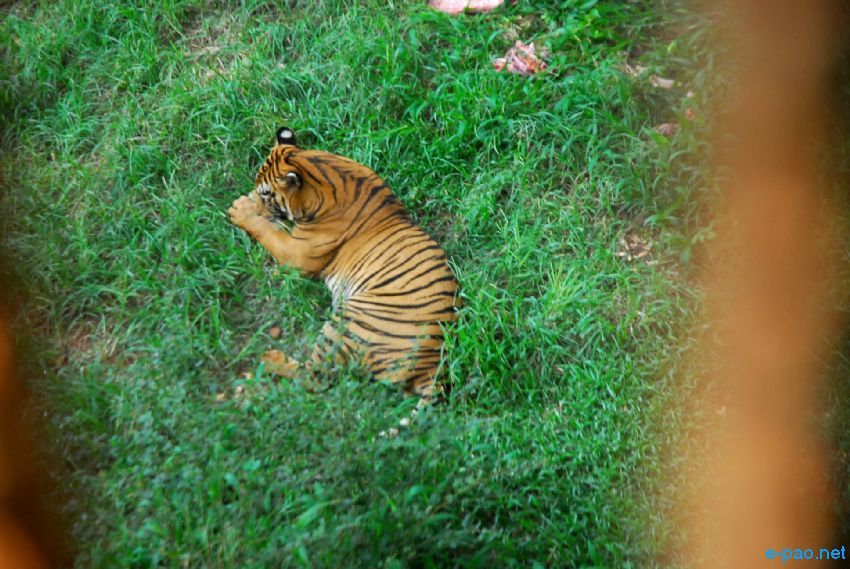   A Tiger Cub at Guwahati zoo, Assam in first week of October 2013  