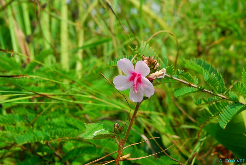 Wild flower found at Langol range, Imphal :: November 2013