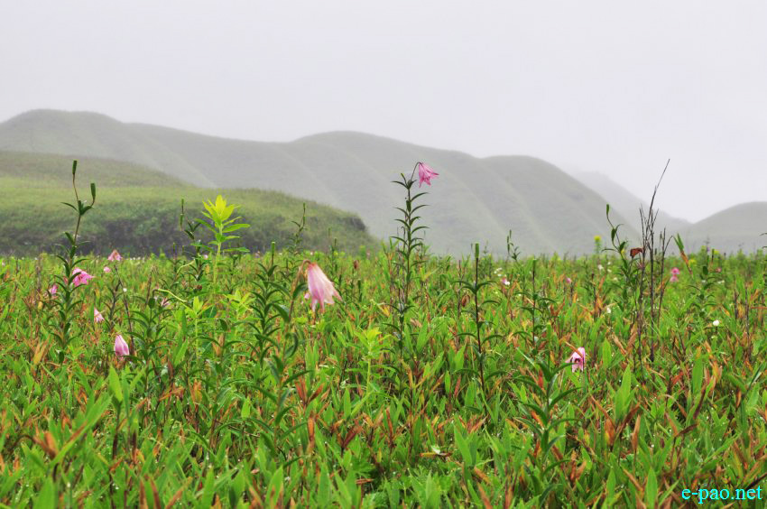 The rare Dzuko Lily in Dzuko valley of Manipur :: Second Week June 2014