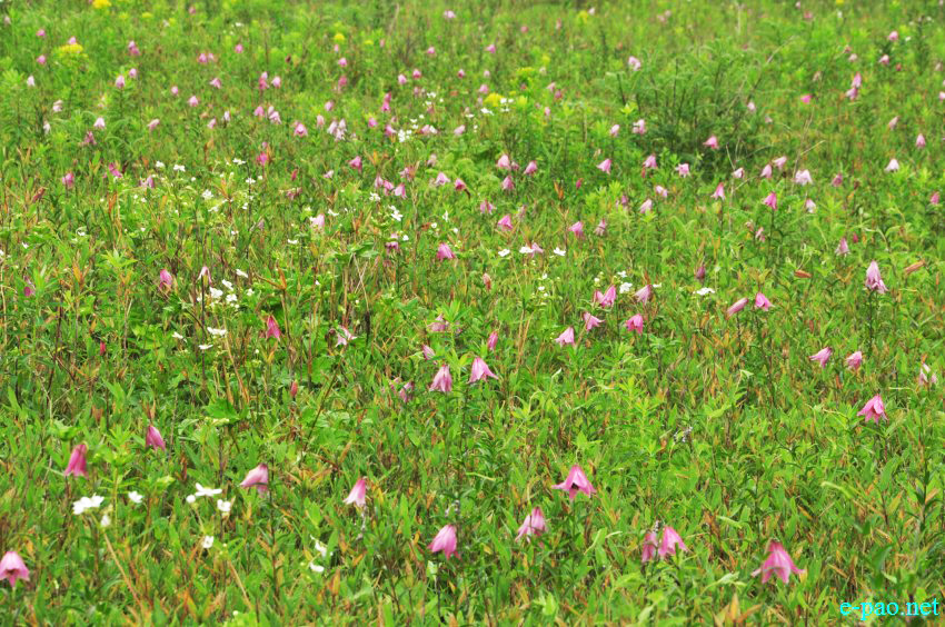 The rare Dzuko Lily in Dzuko valley of Manipur :: Second Week June 2014