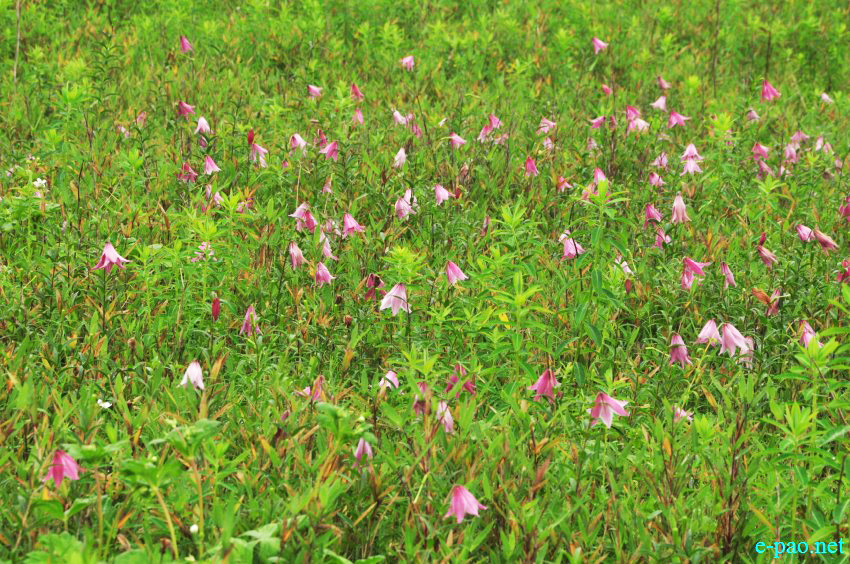 The rare Dzuko Lily in Dzuko valley of Manipur :: Second Week June 2014