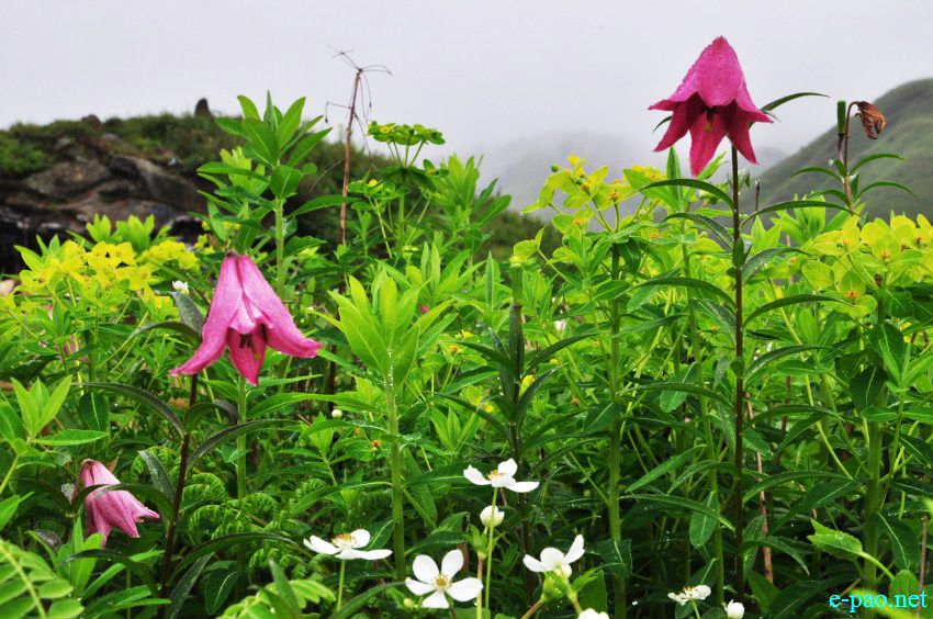 The rare Dzuko Lily in Dzuko valley of Manipur :: Second Week June 2014