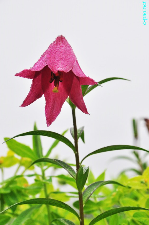 The rare Dzuko Lily in Dzuko valley of Manipur :: Second Week June 2014