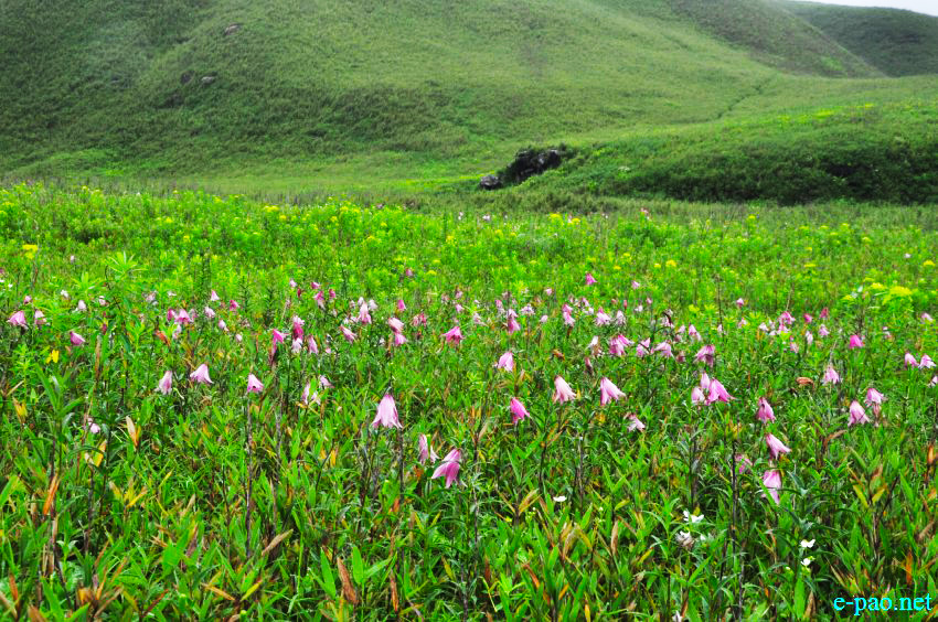 The rare Dzuko Lily in Dzuko valley of Manipur :: Second Week June 2014