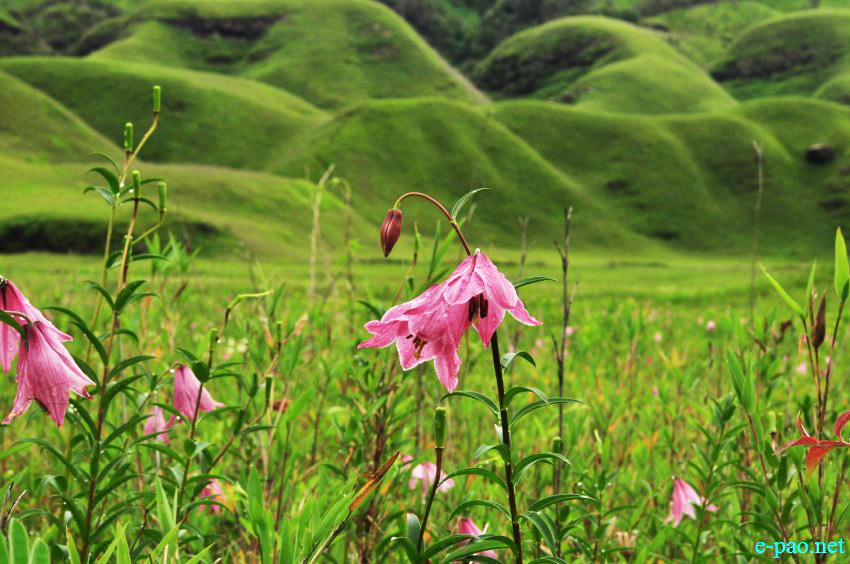 The rare Dzuko Lily in Dzuko valley of Manipur :: Second Week June 2014