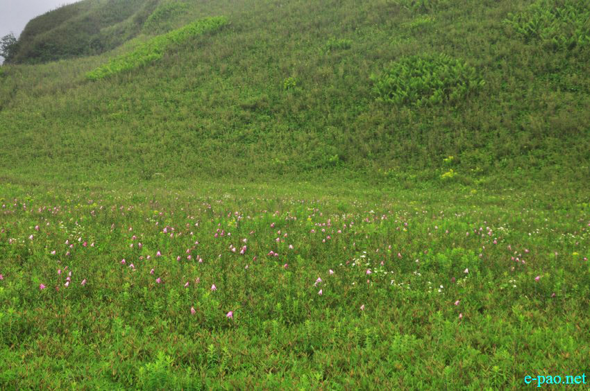 The rare Dzuko Lily in Dzuko valley of Manipur :: Second Week June 2014