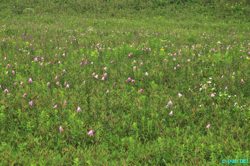 The rare Dzuko Lily in Dzuko valley of Manipur :: Second Week June 2014