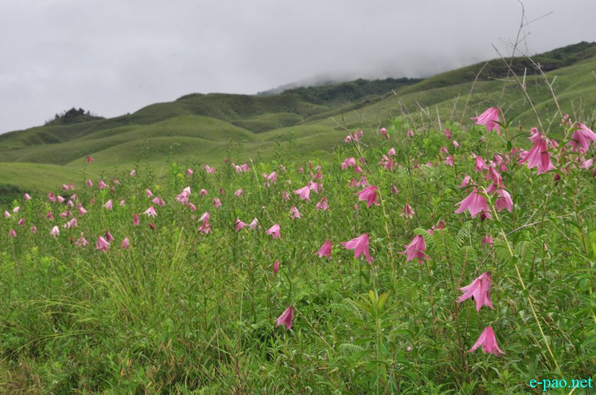 The rare Dzuko Lily in Dzuko valley of Manipur :: Second Week June 2014