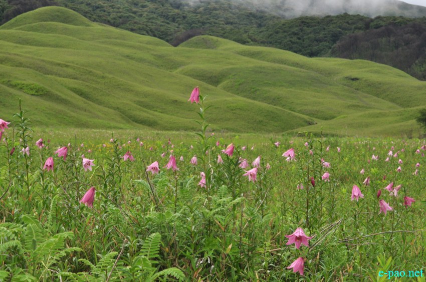 The rare Dzuko Lily in Dzuko valley of Manipur :: Second Week June 2014