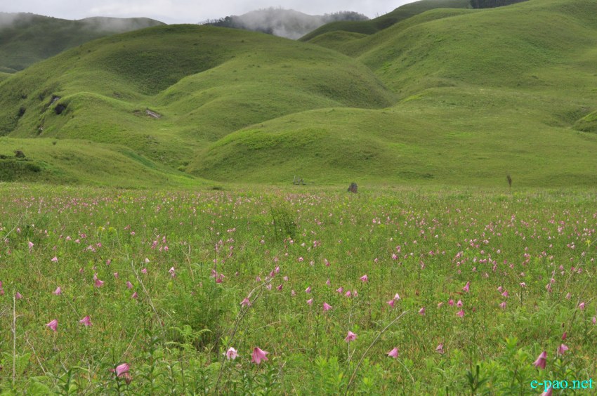 The rare Dzuko Lily in Dzuko valley of Manipur :: Second Week June 2014