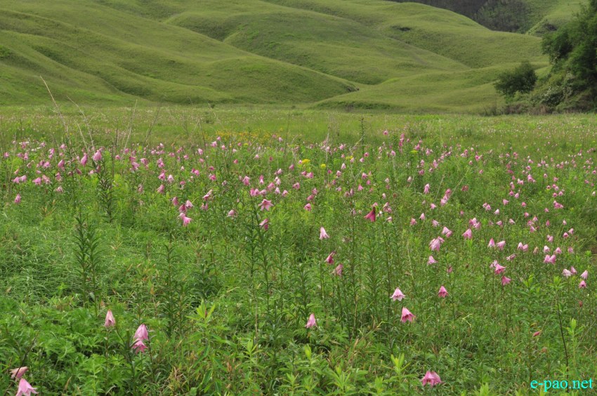 The rare Dzuko Lily in Dzuko valley of Manipur :: Second Week June 2014