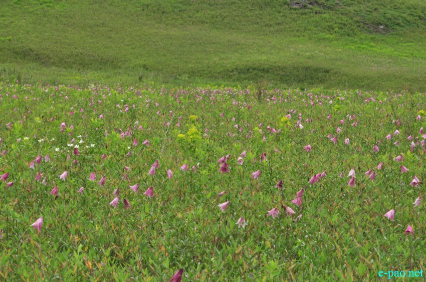 The rare Dzuko Lily in Dzuko valley of Manipur :: Second Week June 2014