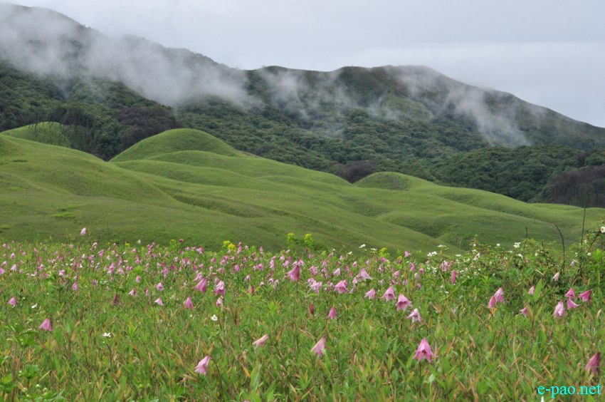 The rare Dzuko Lily in Dzuko valley of Manipur :: Second Week June 2014