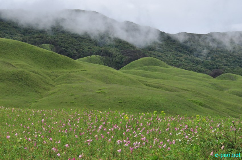 The rare Dzuko Lily in Dzuko valley of Manipur :: Second Week June 2014