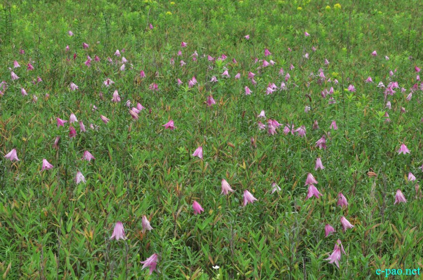 The rare Dzuko Lily in Dzuko valley of Manipur :: Second Week June 2014