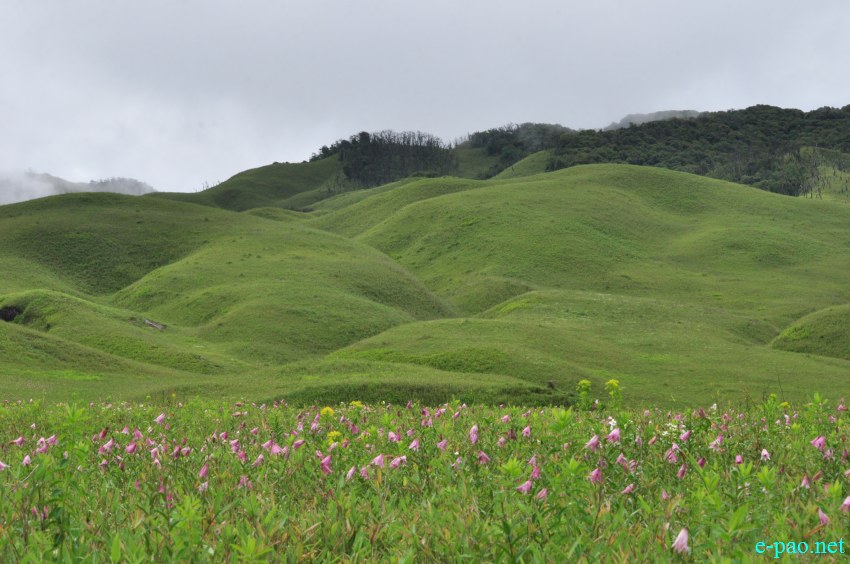 The rare Dzuko Lily in Dzuko valley of Manipur :: Second Week June 2014