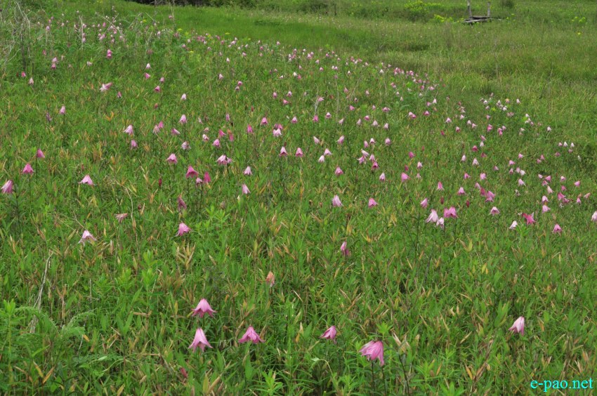 The rare Dzuko Lily in Dzuko valley of Manipur :: Second Week June 2014