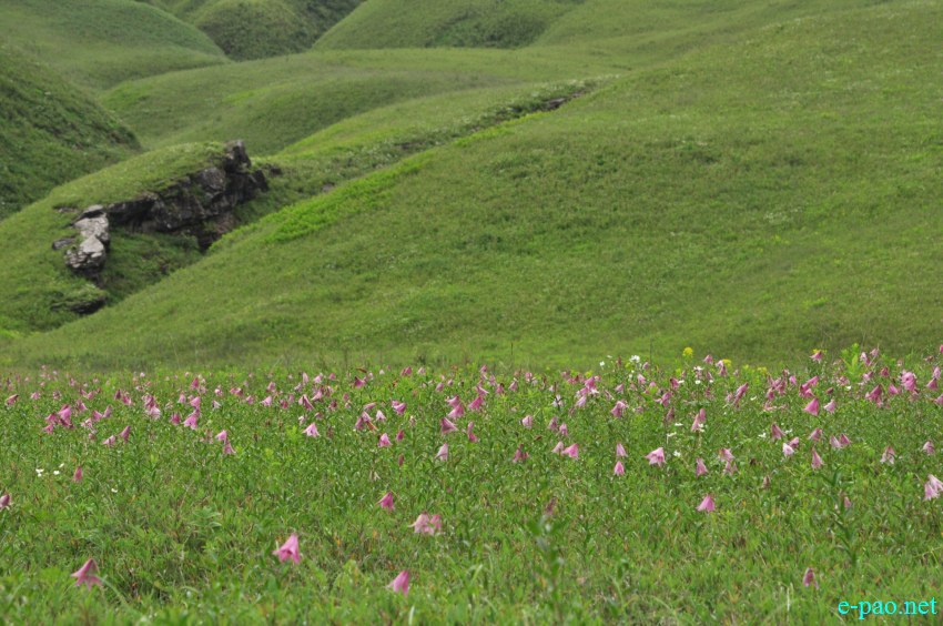 The rare Dzuko Lily in Dzuko valley of Manipur :: Second Week June 2014