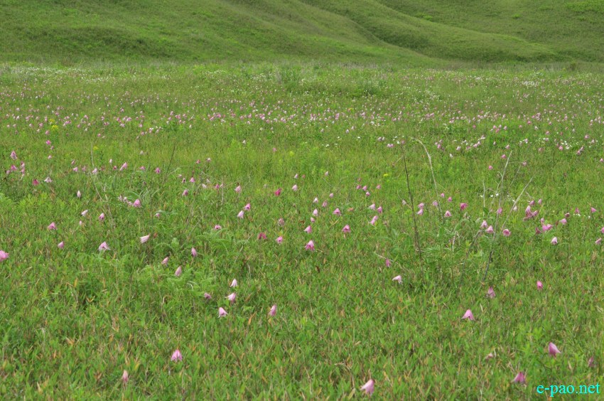 The rare Dzuko Lily in Dzuko valley of Manipur :: Second Week June 2014
