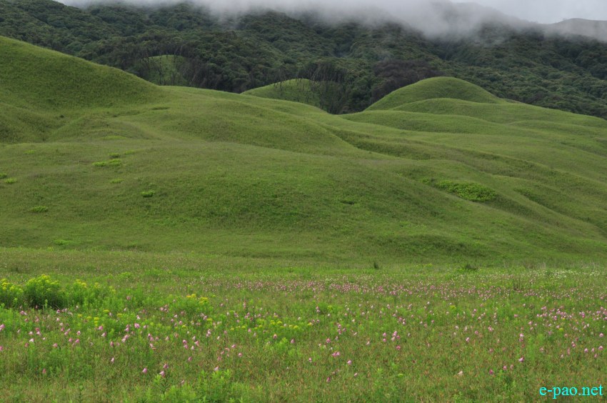 The rare Dzuko Lily in Dzuko valley of Manipur :: Second Week June 2014