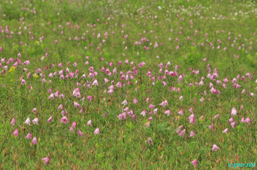The rare Dzuko Lily in Dzuko valley of Manipur :: Second Week June 2014