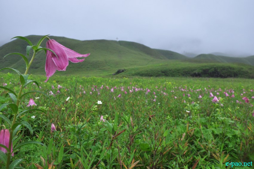 The rare Dzuko Lily in Dzuko valley of Manipur :: Second Week June 2014