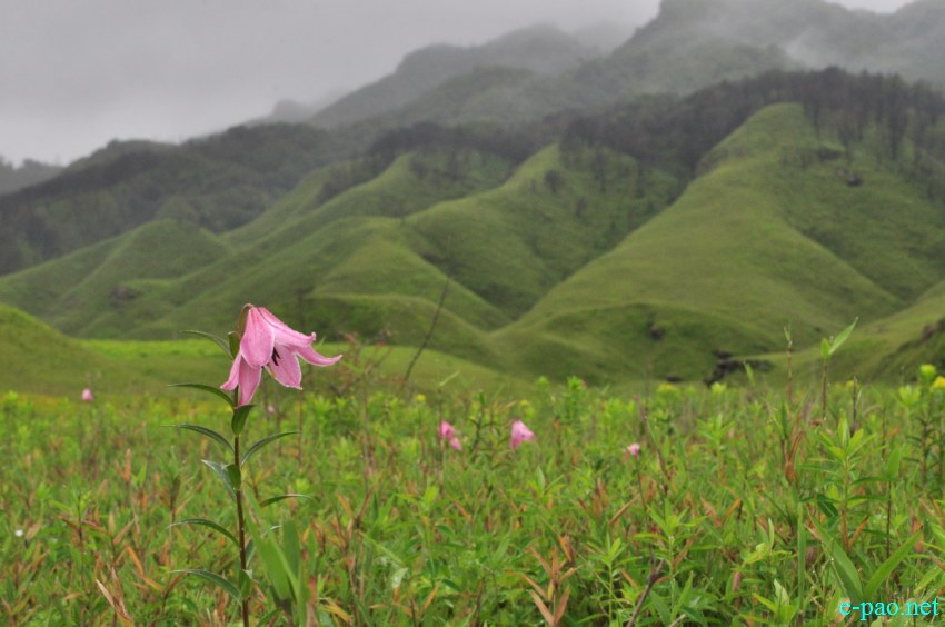 The rare Dzuko Lily in Dzuko valley of Manipur :: Second Week June 2014
