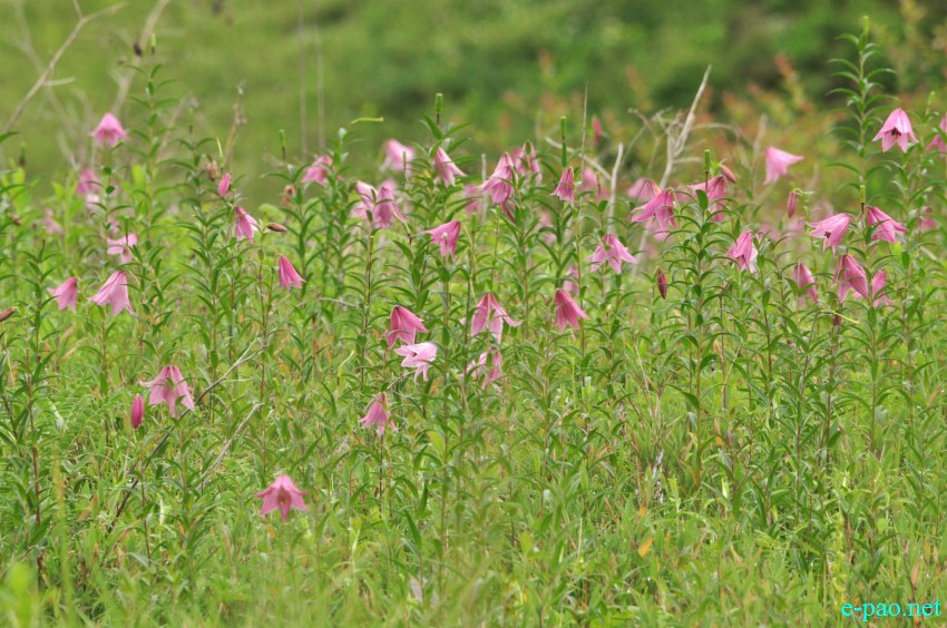 The rare Dzuko Lily in Dzuko valley of Manipur :: Second Week June 2014