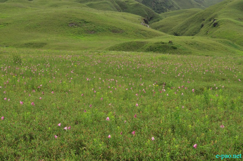 The rare Dzuko Lily in Dzuko valley of Manipur :: Second Week June 2014