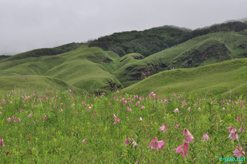 The rare Dzuko Lily in Dzuko valley of Manipur :: Second Week June 2014