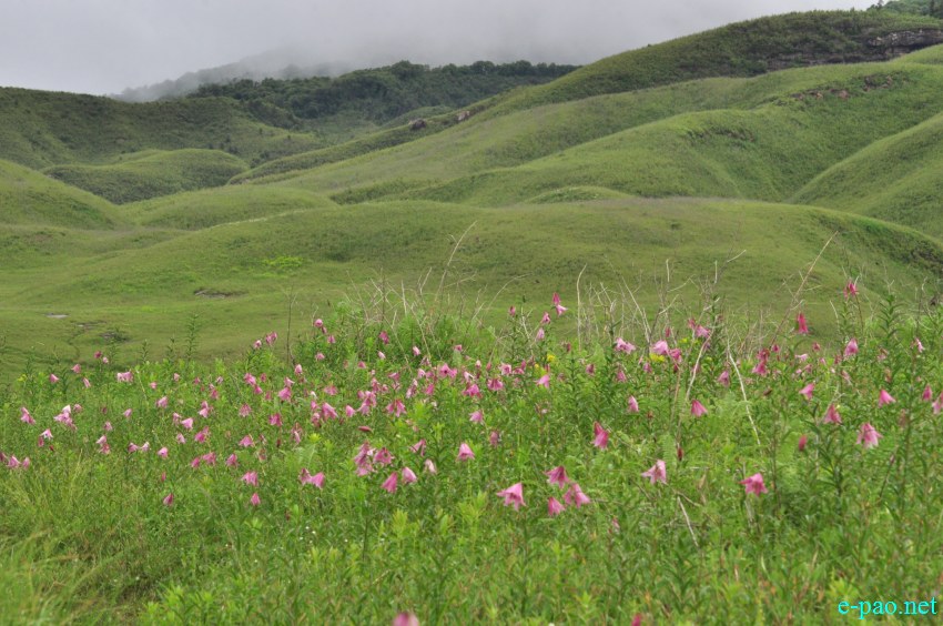 The rare Dzuko Lily in Dzuko valley of Manipur :: Second Week June 2014