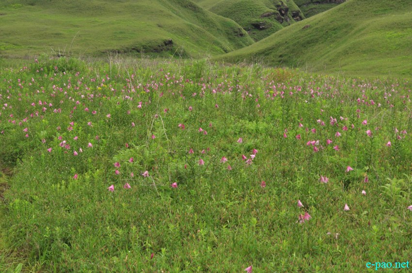 The rare Dzuko Lily in Dzuko valley of Manipur :: Second Week June 2014