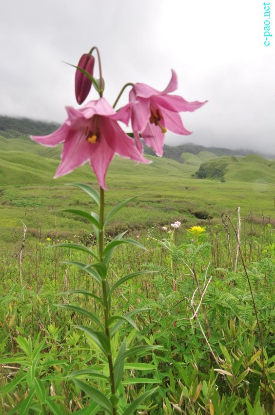 The rare Dzuko Lily in Dzuko valley of Manipur :: Second Week June 2014