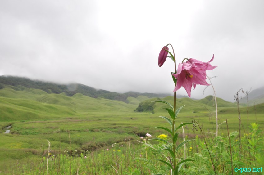 The rare Dzuko Lily in Dzuko valley of Manipur :: Second Week June 2014