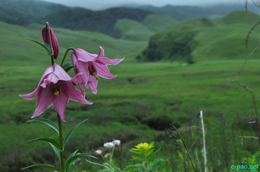 The rare Dzuko Lily in Dzuko valley of Manipur :: Second Week June 2014