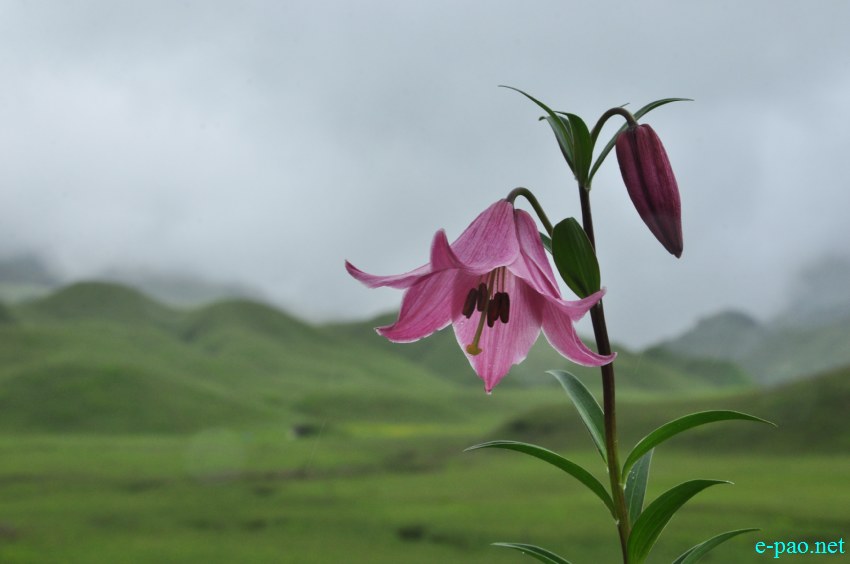 The rare Dzuko Lily in Dzuko valley of Manipur :: Second Week June 2014