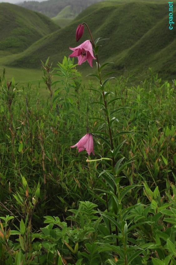 The rare Dzuko Lily in Dzuko valley of Manipur :: Second Week June 2014