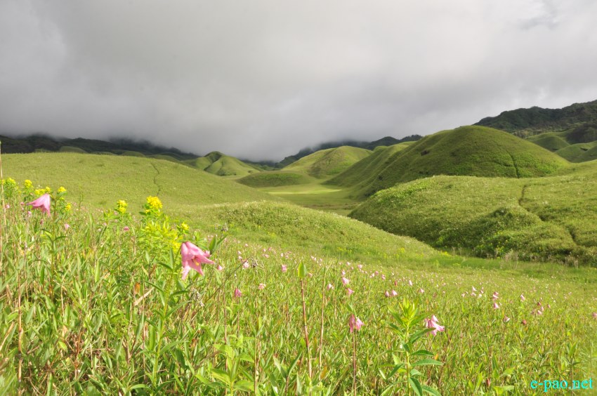 The rare Dzuko Lily in Dzuko valley of Manipur :: Second Week June 2014
