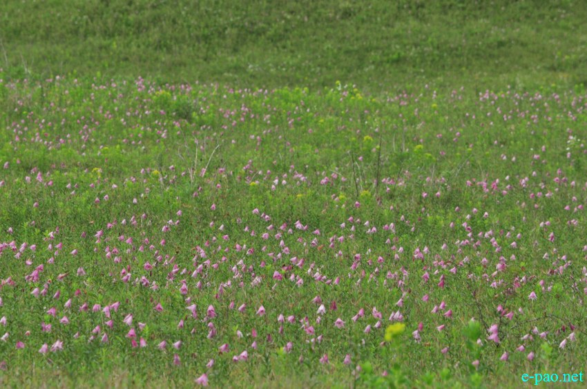 The rare Dzuko Lily in Dzuko valley of Manipur :: Second Week June 2014
