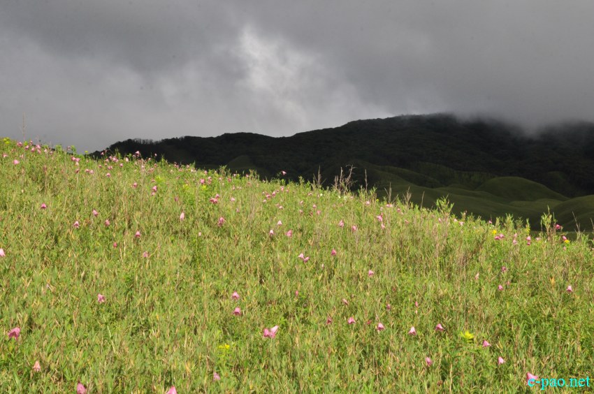 The rare Dzuko Lily in Dzuko valley of Manipur :: Second Week June 2014